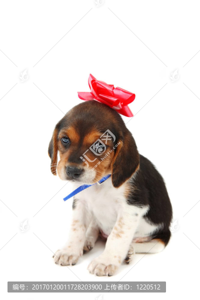 比格犬的小狗，她頭上的蝴蝶結(jié)
