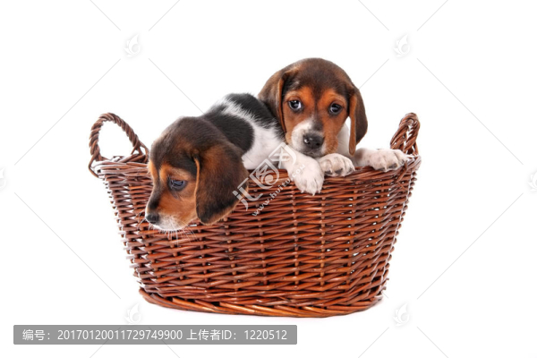 比格犬幼犬放在一個籃子里