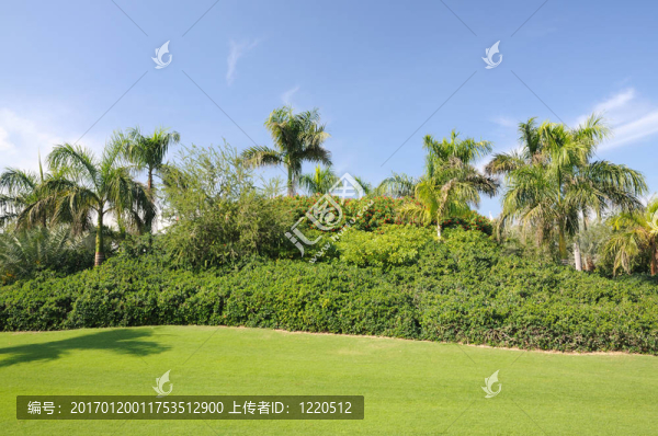在Jumeirah的棕櫚樹；迪拜；阿拉伯聯(lián)合酋長(zhǎng)國(guó)