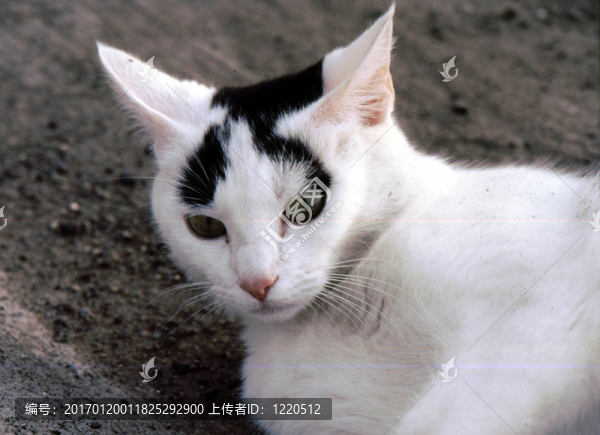 貓大牌