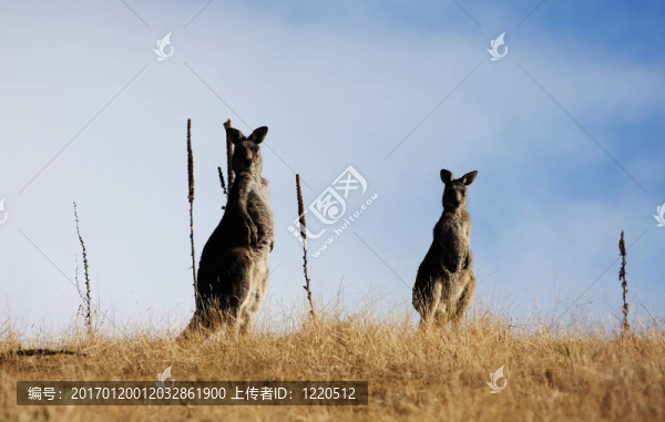 袋鼠