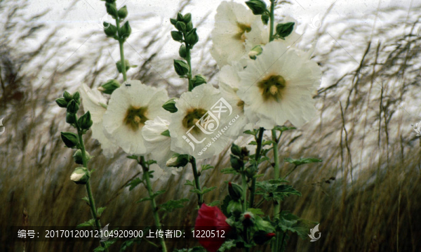 蜀葵；常見的f-0101