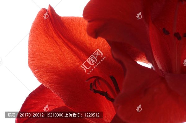 紅色的花瓣宏