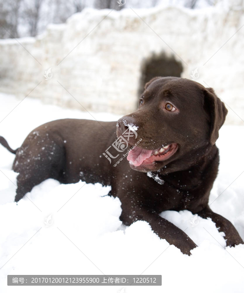 雪狗