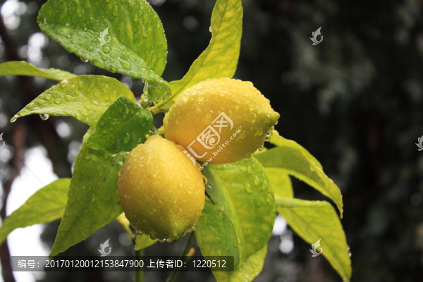 檸檬