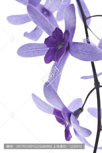 白色背景上的紫色花