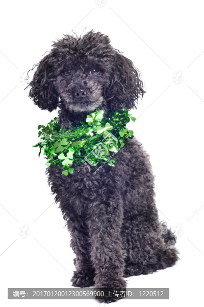 黑色的玩具貴賓犬孤立在白色背景