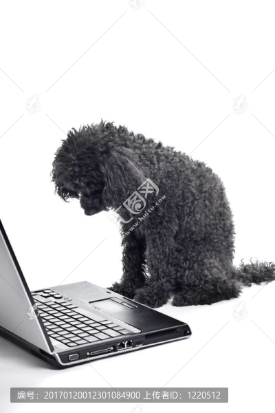 黑色的玩具貴賓犬孤立在白色背景