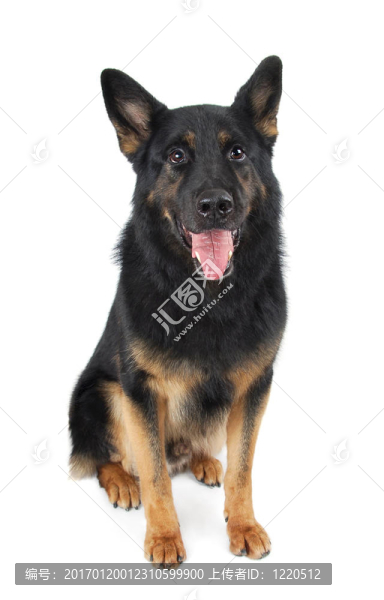 德國(guó)牧羊犬