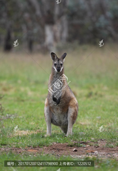 袋鼠-匯圖網(wǎng) www.fosd68.com 袋鼠
