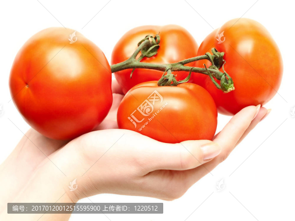 西紅柿在手