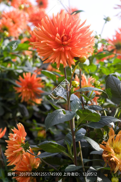 橙色的秋花組