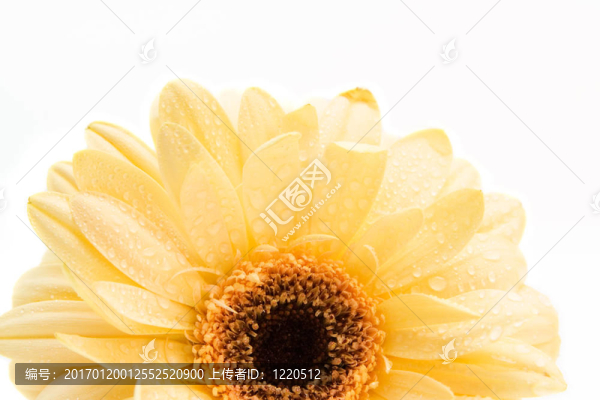 黃色的非洲菊離體啊