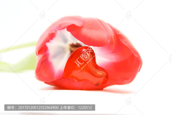 紅色郁金香隔離在WHI