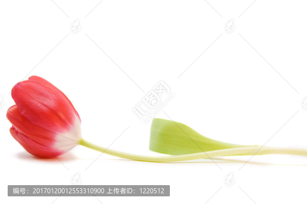 紅色郁金香隔離在WHI