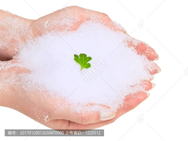 手與綠葉在雪中