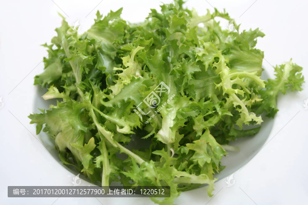 菊苣