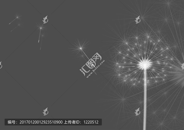 蒲公英灰色