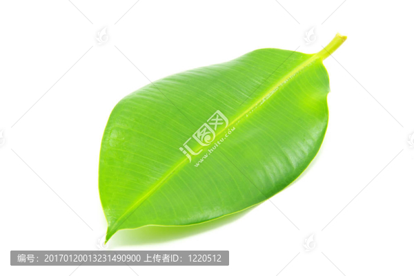 綠色的葉子-匯圖網(wǎng) www.fosd68.com 綠色的葉子