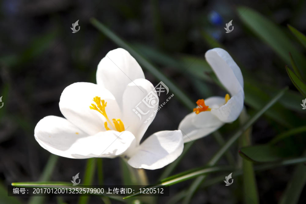 番紅花的花