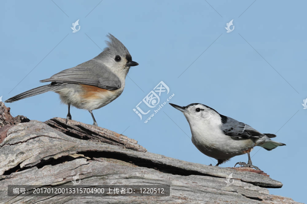 在一個(gè)殘端上的兩只鳥(niǎo)-匯圖網(wǎng) www.fosd68.com 在一個(gè)殘端上的兩只鳥(niǎo)