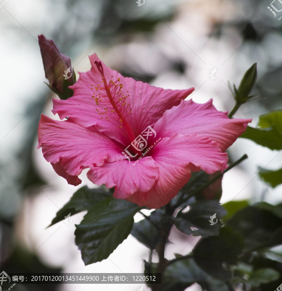 粉紅色的芙蓉花特寫
