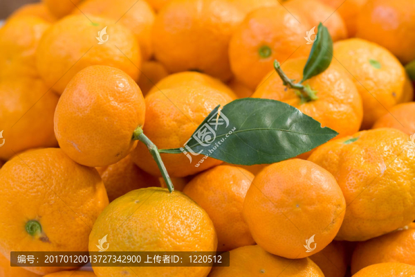 橘子收成時(shí)
