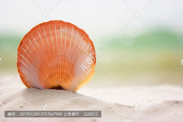 貝殼砂