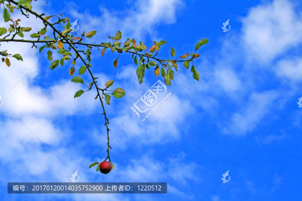 晚水果