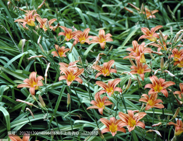 黃花菜（Hemerocallis,fulva）h-1112集群