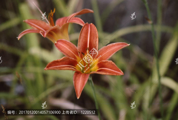 Day,Lily（2）（Hemerocallis,fulva）h-1004