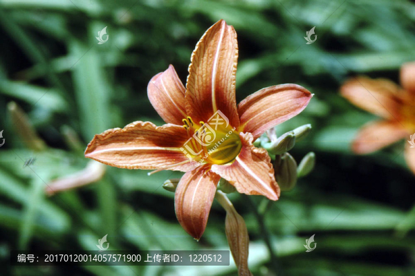 萱草（萱草）h-1114