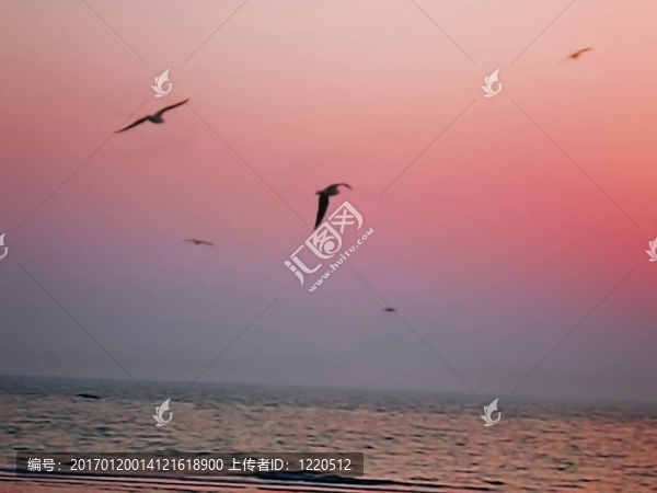 天堂鳥