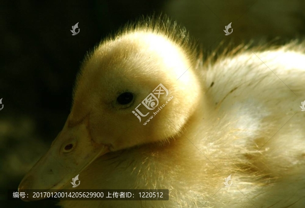 單一的小鴨