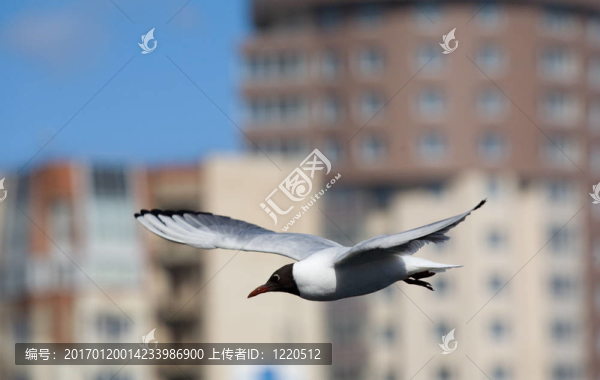 海鷗在飛行