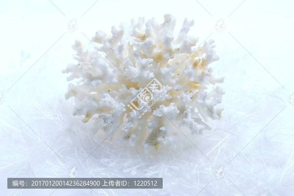 珊瑚和雪