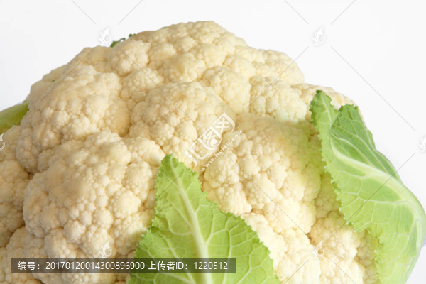 菜花特寫