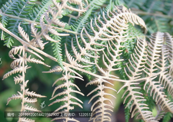 Fern葉