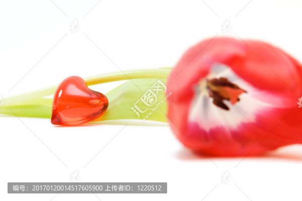 紅色郁金香隔離在WHI