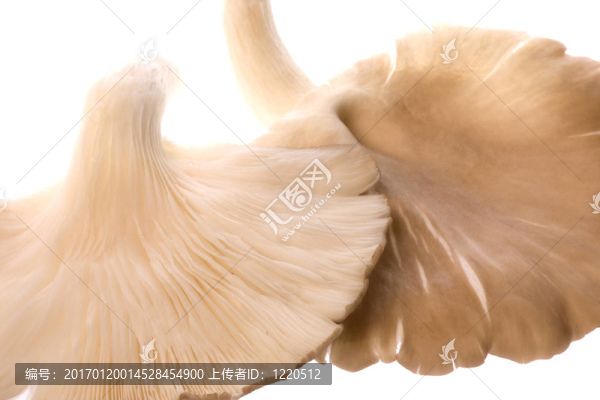 灰色牡蠣蘑菇宏