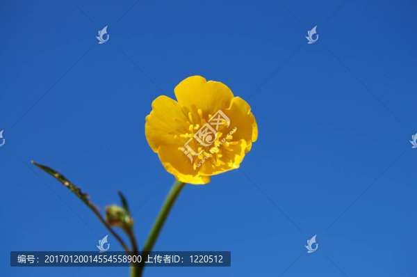 毛茛