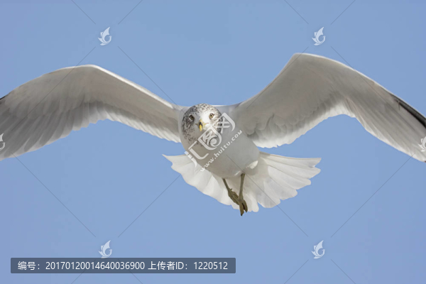 海鷗在飛行