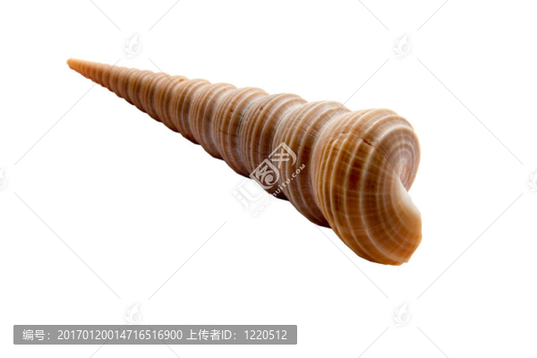 三維前瞻孤立的貝殼