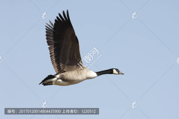 加拿大鵝（黑雁黃花）在飛行
