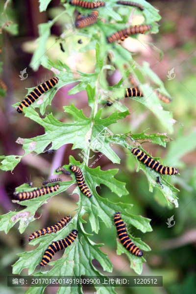 蝴蝶-匯圖網(wǎng) www.fosd68.com 蝴蝶