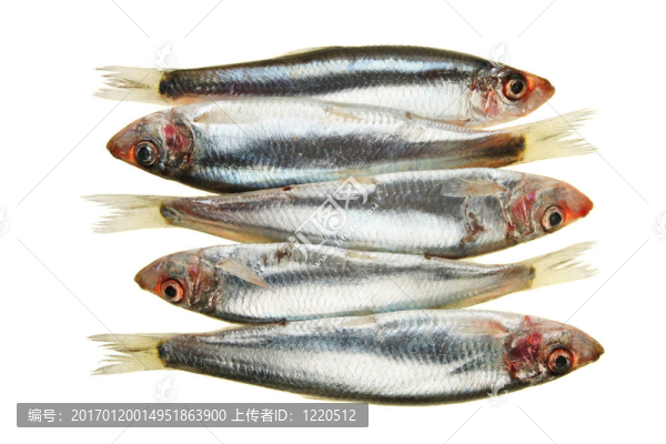 鯡魚(yú)群