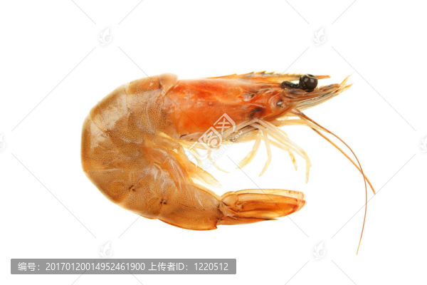 蝦