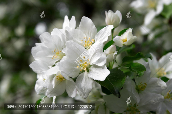 春天的蘋果花