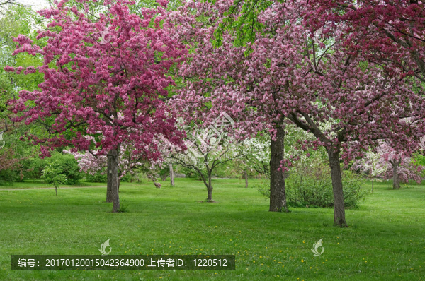 美麗盛開的蘭花