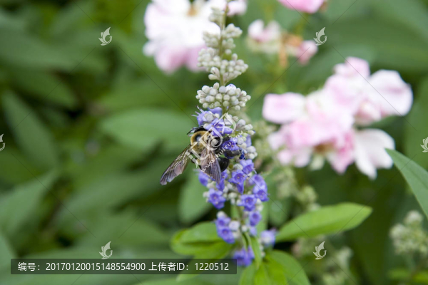 紫色莖的大黃蜂